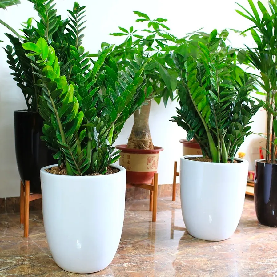 Để loại cây phong thủy này trong phòng, năng lượng tiêu cực sẽ tiêu tan, gia chủ sẽ có vận khí cực tốt
