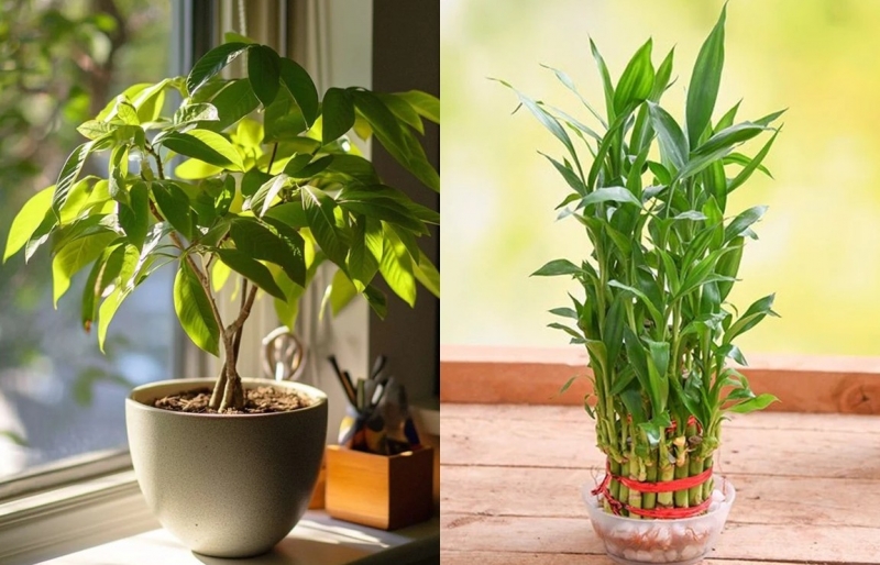 6 loại cây cảnh "thần tài" luôn được săn đón: Vừa đẹp nhà vừa gọi lộc vào tới tấp