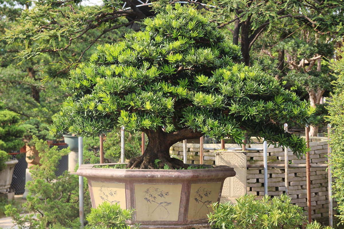 Bonsai bạc tỷ: Hành trình từ hạt mầm vô danh đến kiệt tác “đắt xắt ra miếng”