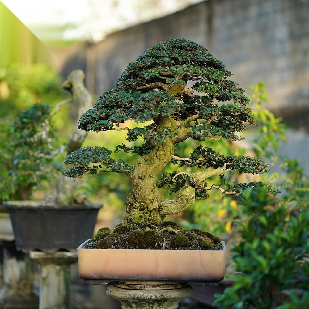 Bonsai bạc tỷ: Hành trình từ hạt mầm vô danh đến kiệt tác “đắt xắt ra miếng”