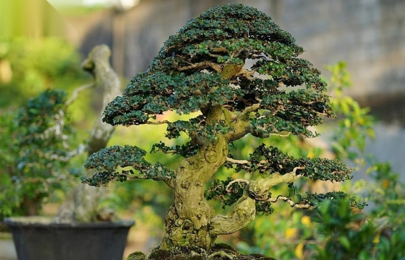 Bonsai bạc tỷ: Hành trình từ hạt mầm vô danh đến kiệt tác “đắt xắt ra miếng”