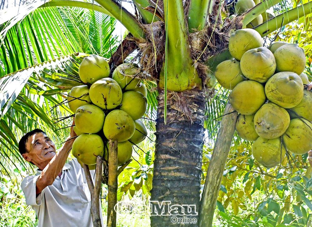 Chân dung những nông dân làm kinh tế giỏi: Biến đất cằn thành vườn cây tiền tỷ