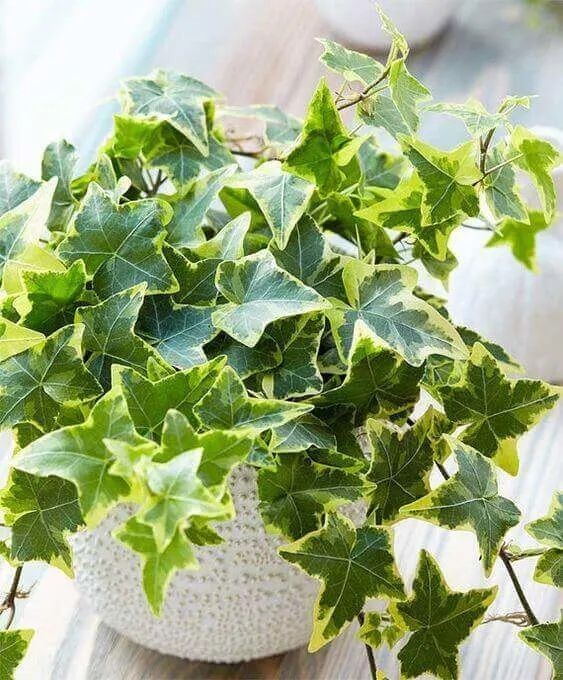 10 loại cây trồng trong nhà không cần ánh sáng - biến mọi góc tối thành không gian xanh mát