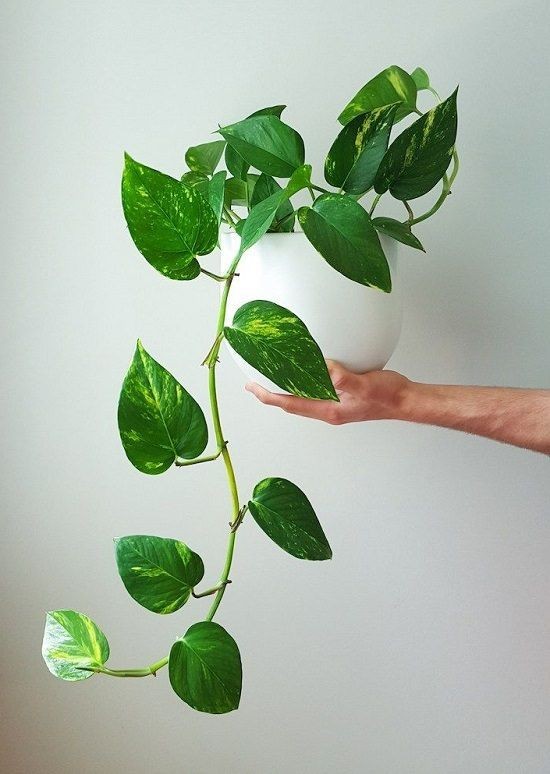 10 loại cây trồng trong nhà không cần ánh sáng - biến mọi góc tối thành không gian xanh mát