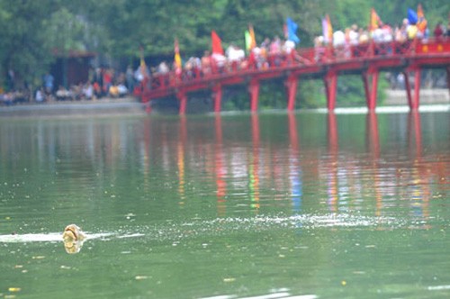 Thú chơi cá cảnh: Thú vui tao nhã từ giới thượng lưu xưa đến đại chúng hiện đại
