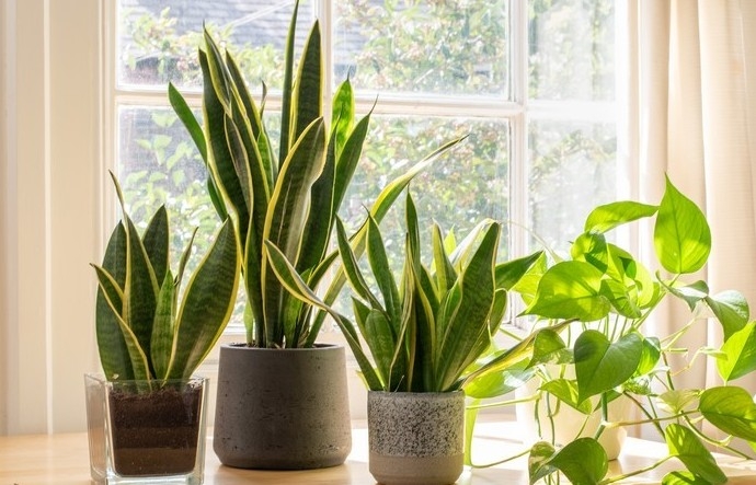Những cây chịu được điều hòa - giải pháp xanh cho văn phòng khô lạnh