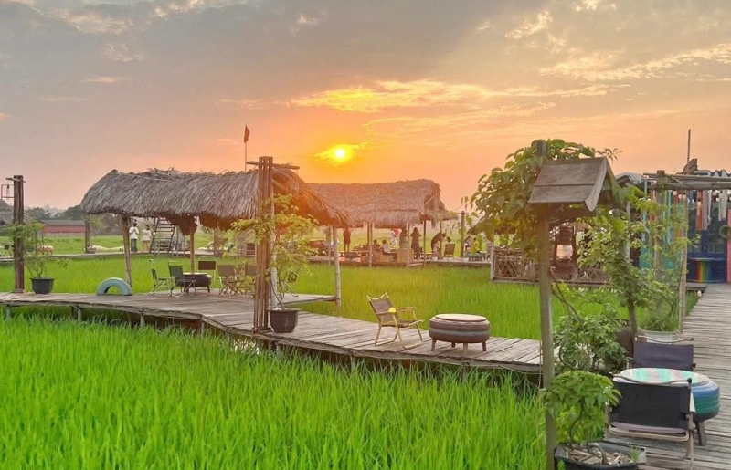 “Quán cà phê giữa ruộng lúa” gây sốt ở Hà Nội: Ngồi chòi lá, uống cà phê, ngắm đồng vàng