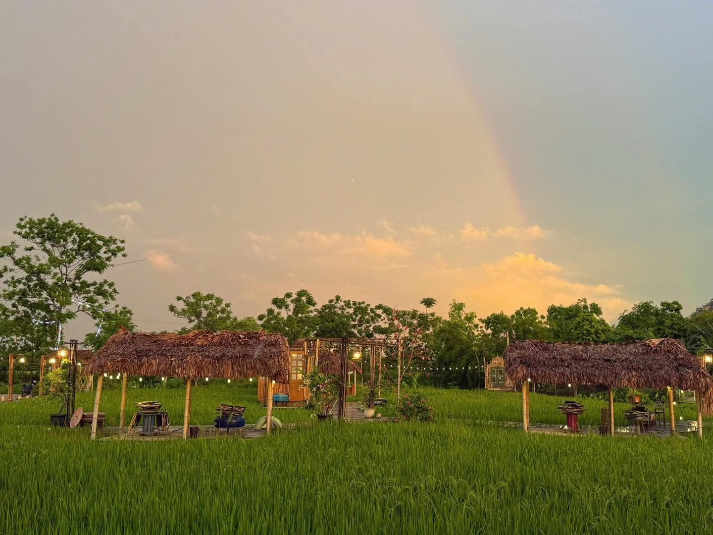 “Quán cà phê giữa ruộng lúa” gây sốt ở Hà Nội: Ngồi chòi lá, uống cà phê, ngắm đồng vàng