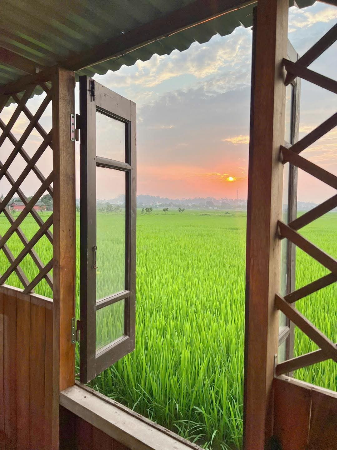 “Quán cà phê giữa ruộng lúa” gây sốt ở Hà Nội: Ngồi chòi lá, uống cà phê, ngắm đồng vàng