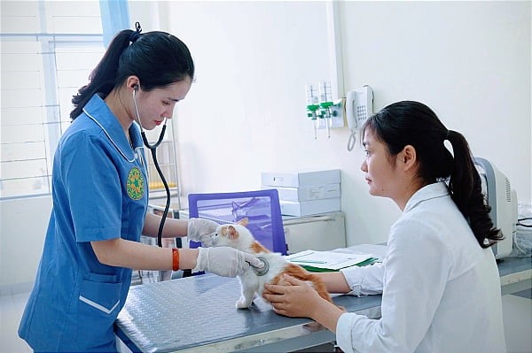 Ngành dịch vụ thú cưng tại Việt Nam: Cơ hội phát triển và giám sát chất lượng