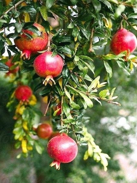 Vì sao người xưa thường trồng cây lựu trong sân nhà?