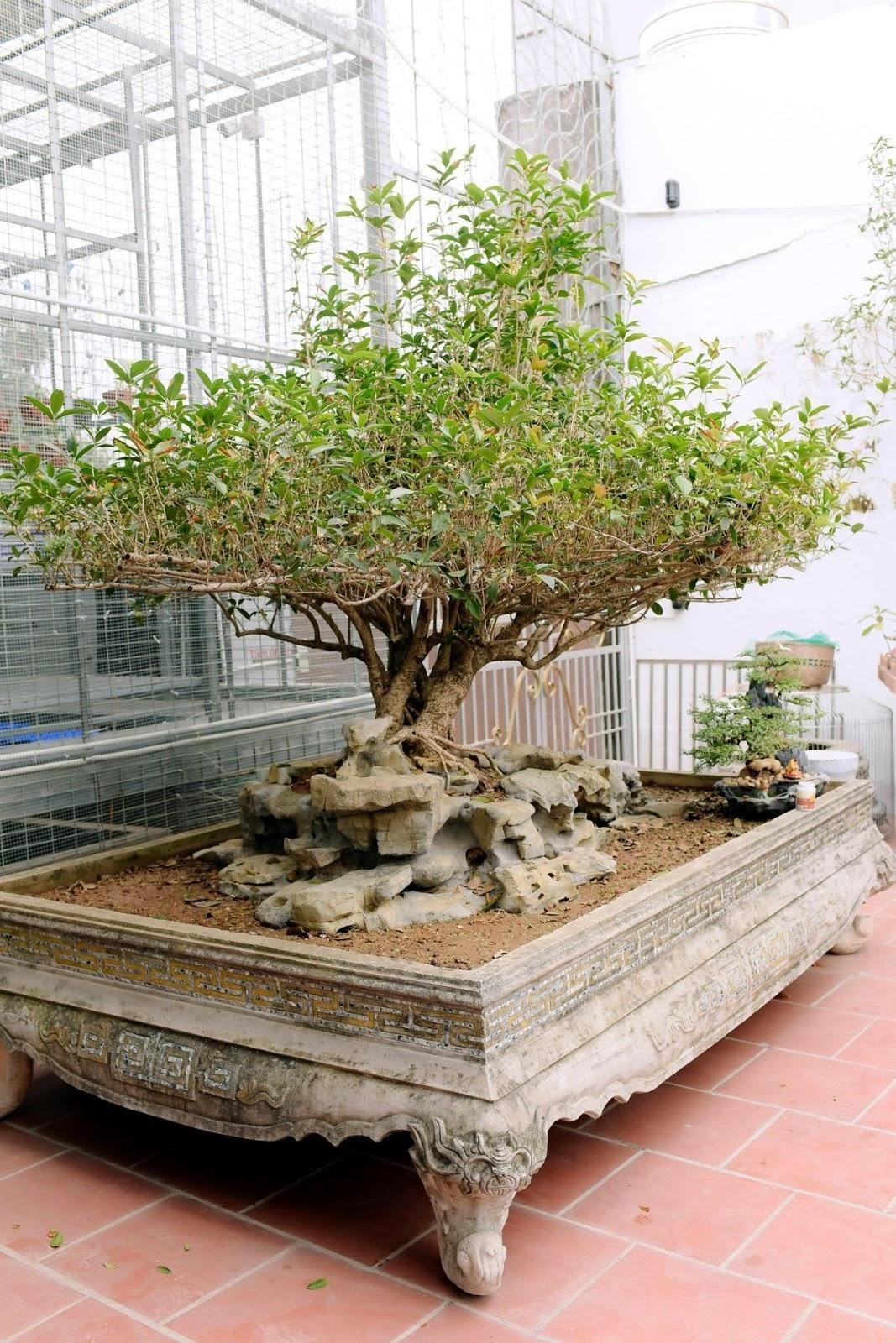Thịnh vượng từ gốc rễ: Người xưa chọn trồng 5 loài cây này để nhà yên, của bền, con cháu hiển vinh