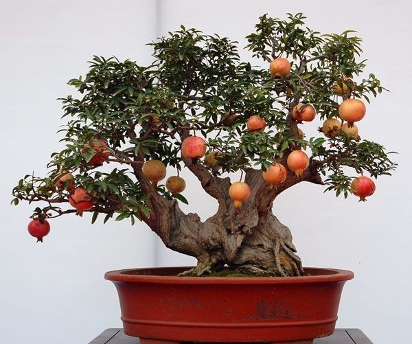 Vì sao người xưa thường trồng cây lựu trong sân nhà?