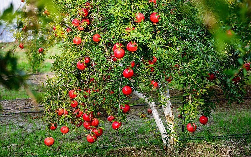 Vì sao người xưa thường trồng cây lựu trong sân nhà?