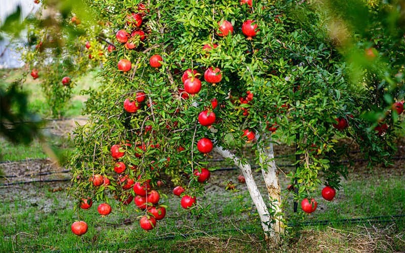Vì sao người xưa thường trồng cây lựu trong sân nhà?