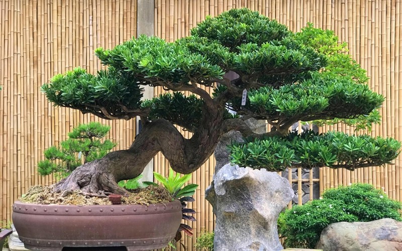 Thịnh vượng từ gốc rễ: Người xưa chọn trồng 5 loài cây này để nhà yên, của bền, con cháu hiển vinh