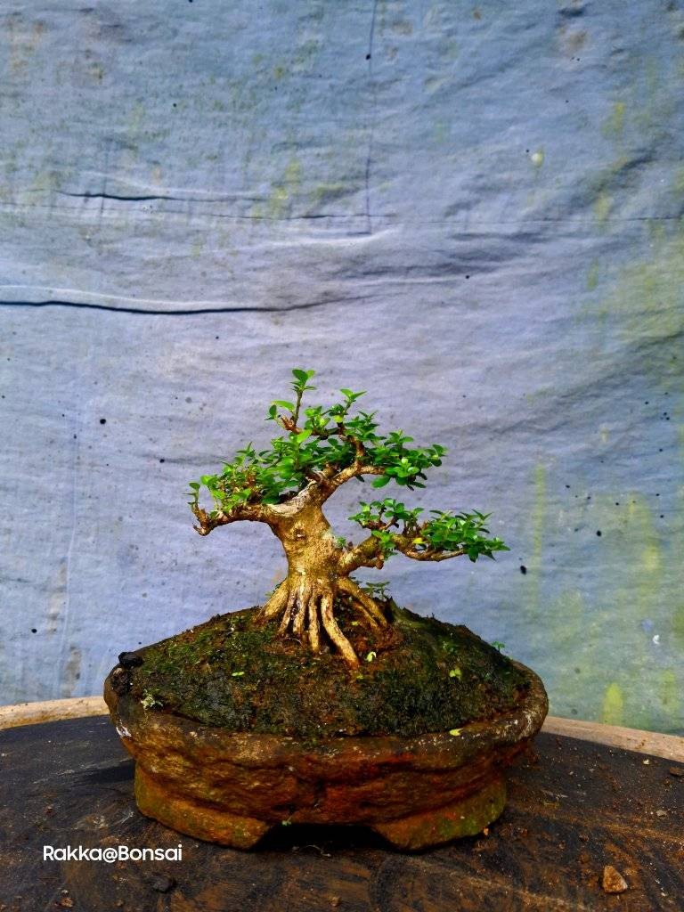 Bonsai mini: Những gốc cây nhỏ bé chinh phục cả cộng đồng mê cây cảnh Bonsai mini: Những gốc cây nhỏ bé chinh phục cả cộng đồng mê cây cảnh