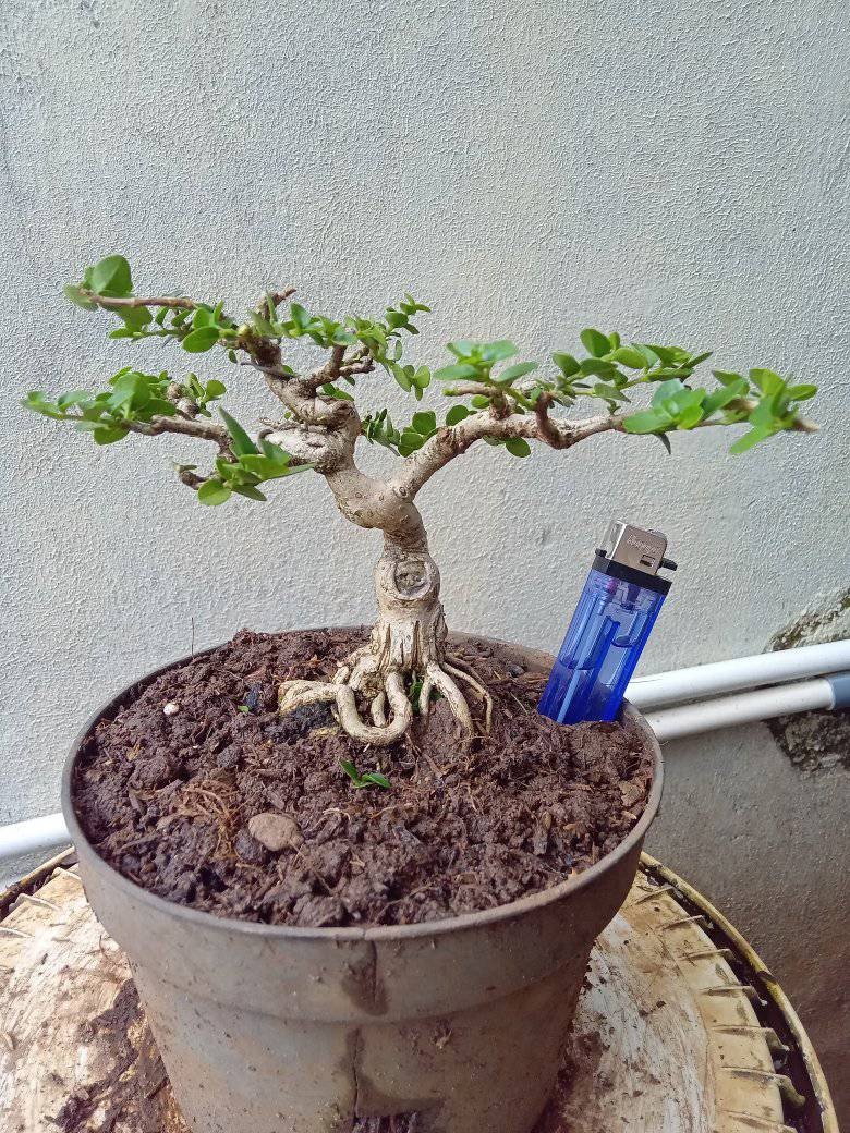 Bonsai mini: Những gốc cây nhỏ bé chinh phục cả cộng đồng mê cây cảnh Bonsai mini: Những gốc cây nhỏ bé chinh phục cả cộng đồng mê cây cảnh