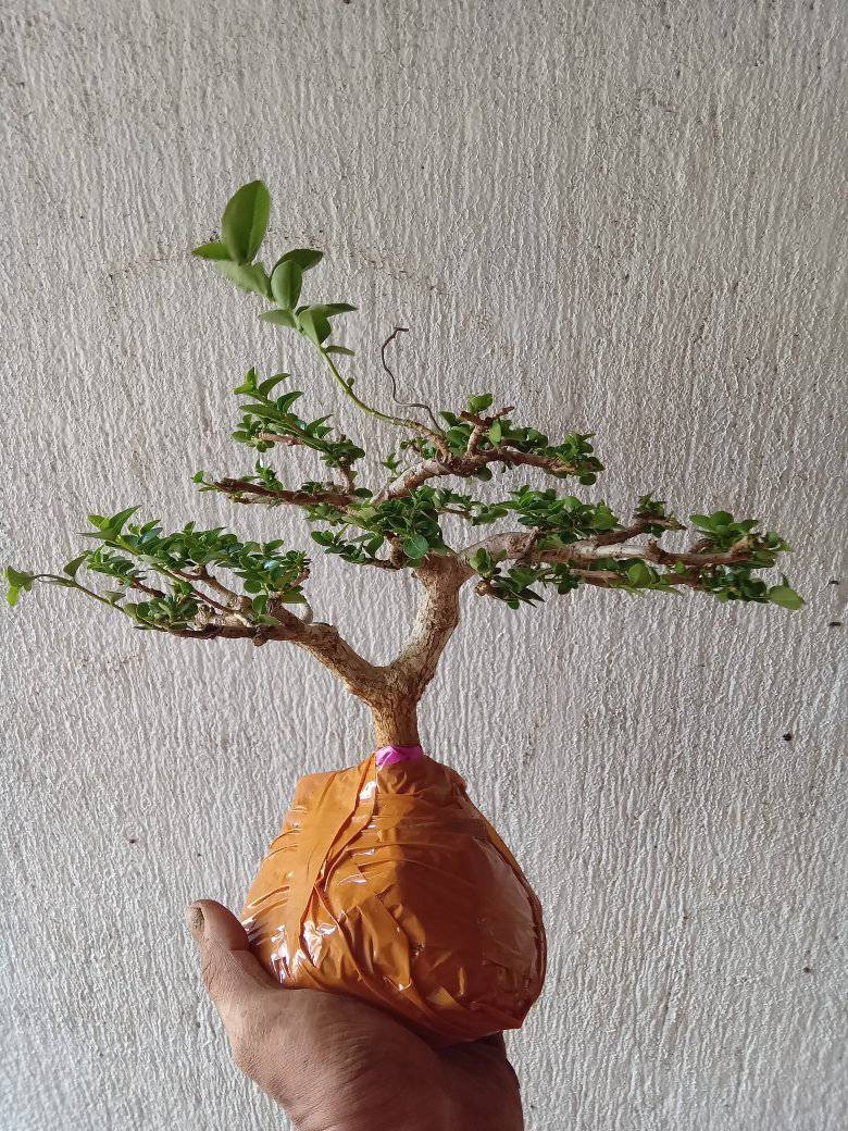 Bonsai mini: Những gốc cây nhỏ bé chinh phục cả cộng đồng mê cây cảnh Bonsai mini: Những gốc cây nhỏ bé chinh phục cả cộng đồng mê cây cảnh