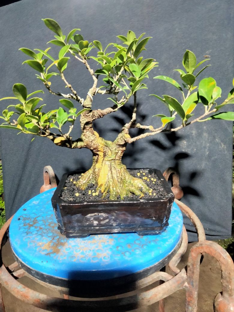 Bonsai mini: Những gốc cây nhỏ bé chinh phục cả cộng đồng mê cây cảnh