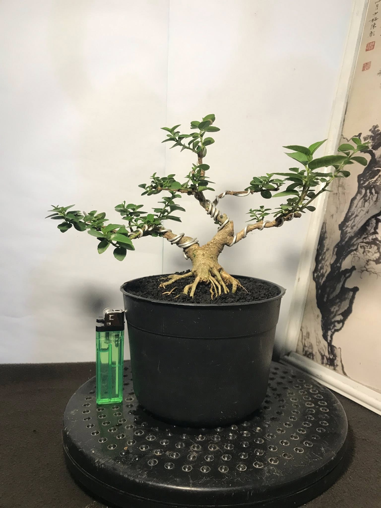 Bonsai mini: Những gốc cây nhỏ bé chinh phục cả cộng đồng mê cây cảnh Bonsai mini: Những gốc cây nhỏ bé chinh phục cả cộng đồng mê cây cảnh
