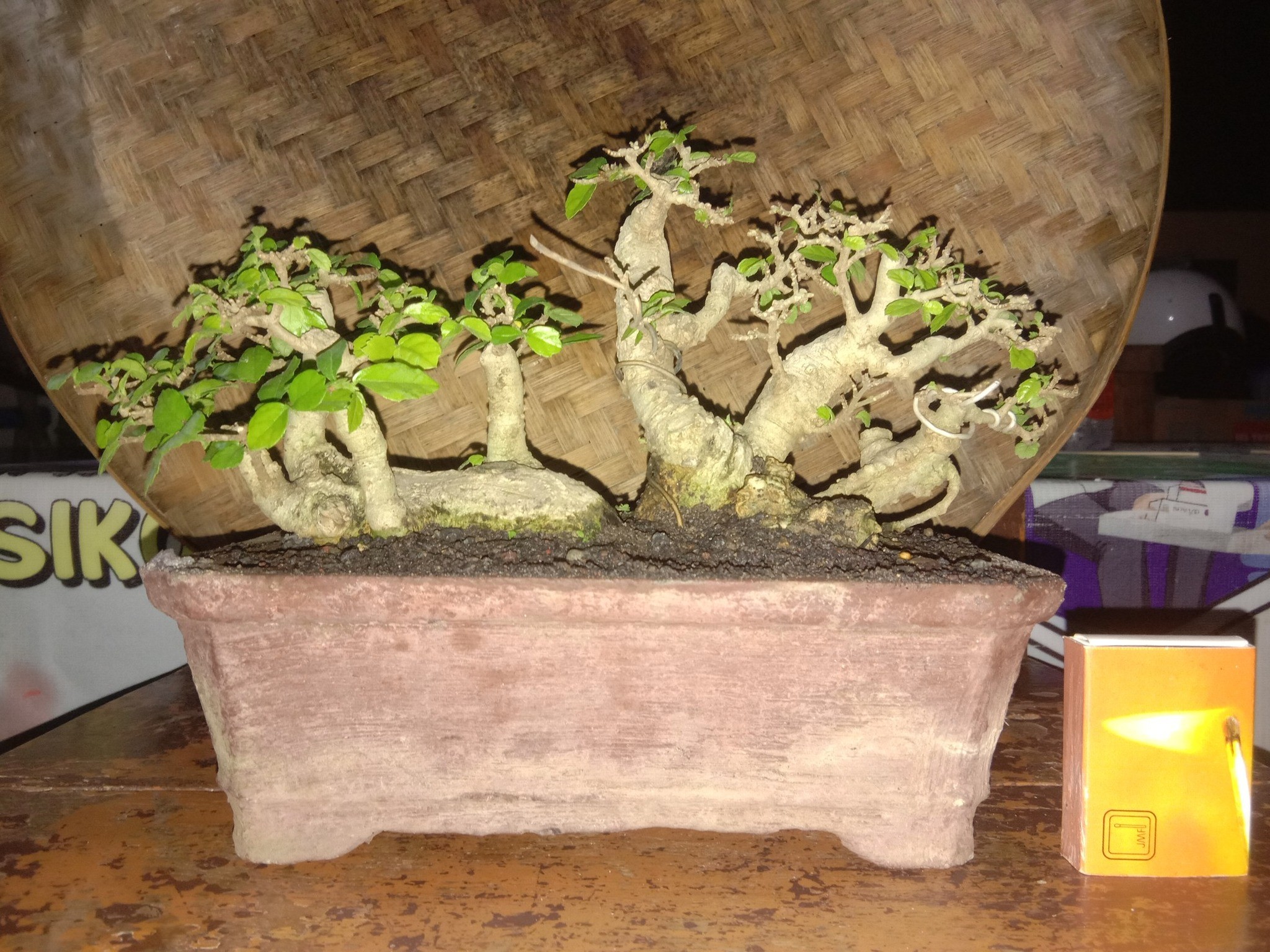Bonsai mini: Những gốc cây nhỏ bé chinh phục cả cộng đồng mê cây cảnh Bonsai mini: Những gốc cây nhỏ bé chinh phục cả cộng đồng mê cây cảnh