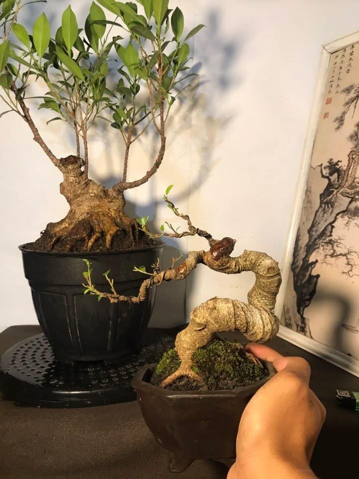 Bonsai mini: Những gốc cây nhỏ bé chinh phục cả cộng đồng mê cây cảnh