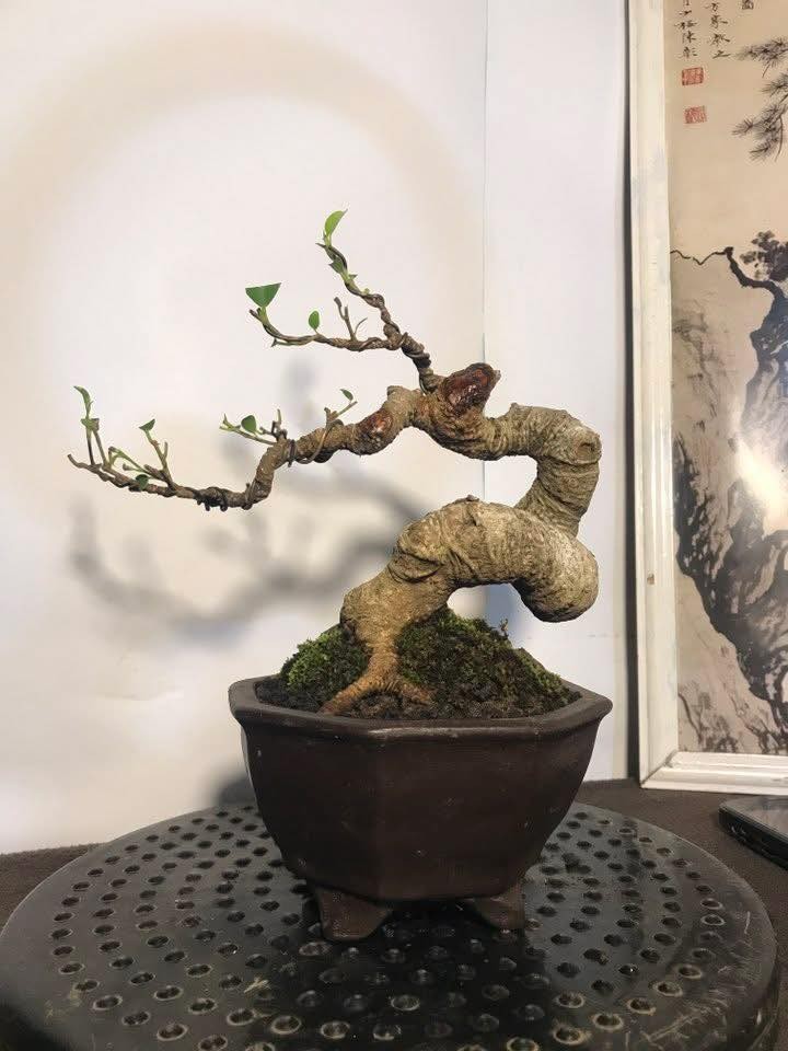 Bonsai mini: Những gốc cây nhỏ bé chinh phục cả cộng đồng mê cây cảnh