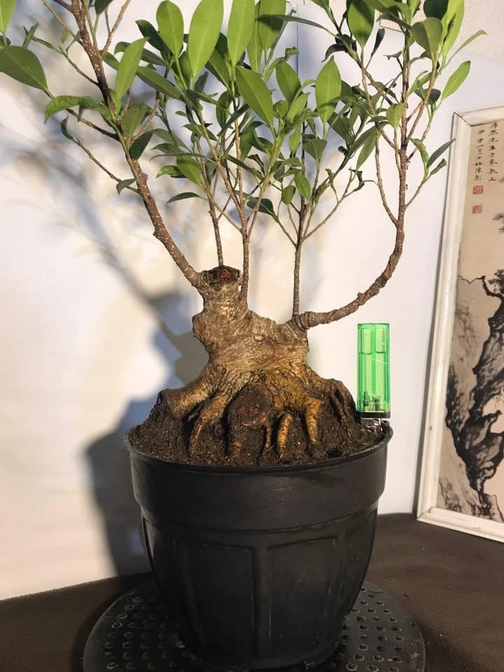 Bonsai mini: Những gốc cây nhỏ bé chinh phục cả cộng đồng mê cây cảnh Bonsai mini: Những gốc cây nhỏ bé chinh phục cả cộng đồng mê cây cảnh