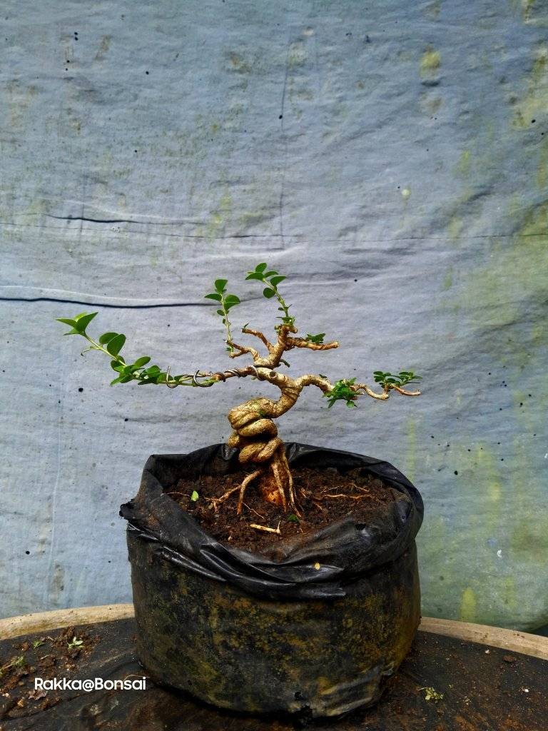 Bonsai mini: Những gốc cây nhỏ bé chinh phục cả cộng đồng mê cây cảnh Bonsai mini: Những gốc cây nhỏ bé chinh phục cả cộng đồng mê cây cảnh