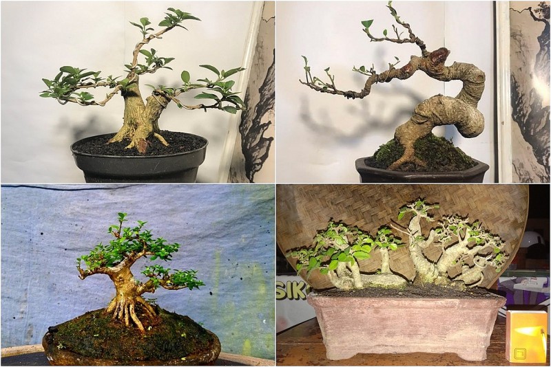 Bonsai mini: Những gốc cây nhỏ bé chinh phục cả cộng đồng mê cảnh