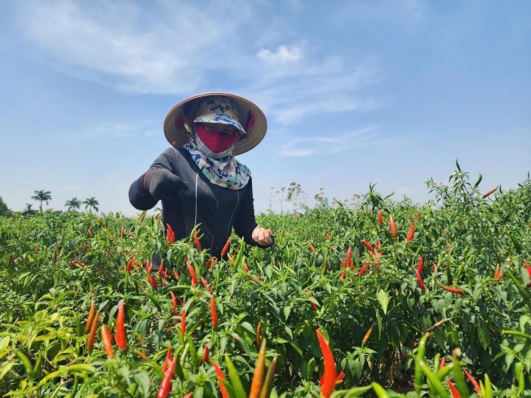 Ba nông dân đổi đời trồng ra bạc tỷ nhờ chuyển đổi cây trồng