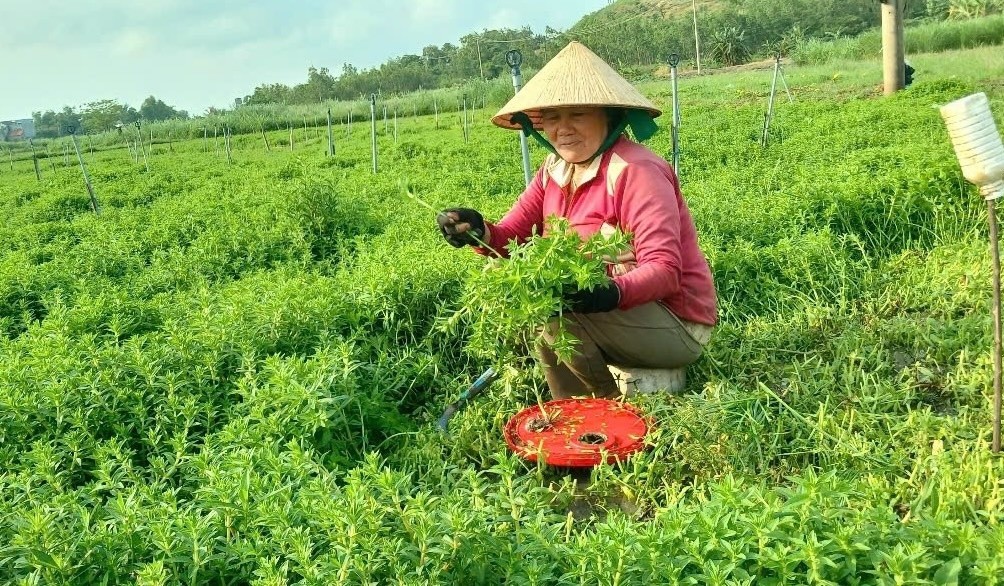 Ba nông dân đổi đời trồng ra bạc tỷ nhờ chuyển đổi cây trồng