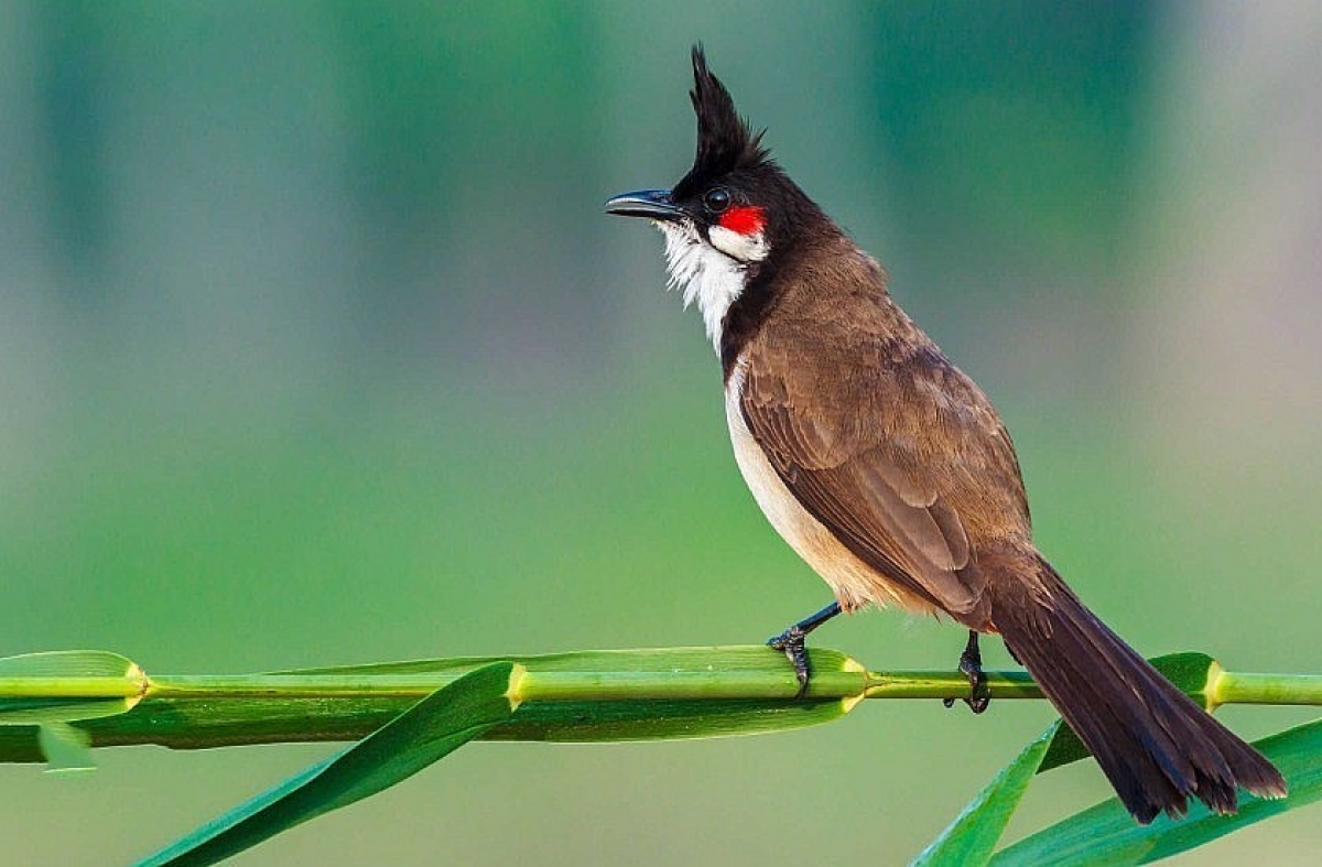 tapchivietnamhuongsac.vn