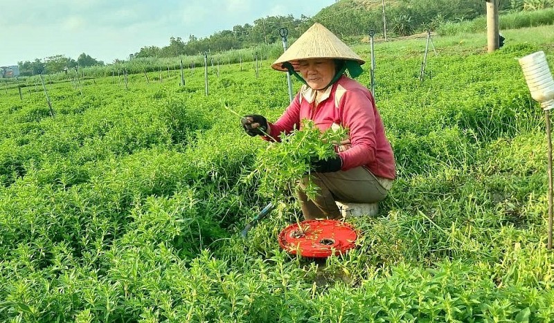 Ba nông dân đổi đời "trồng ra bạc tỷ" khi chuyển đổi cây trồng
