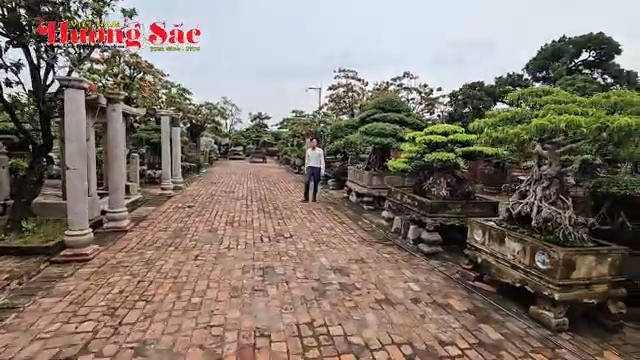 Giữ hồn đá cổ, tôn vinh bonsai nghệ thuật tại khu vườn của nghệ nhân Hưng Yên