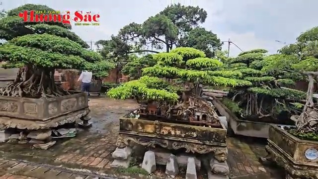 Giữ hồn đá cổ, tôn vinh bonsai nghệ thuật tại khu vườn của nghệ nhân Hưng Yên