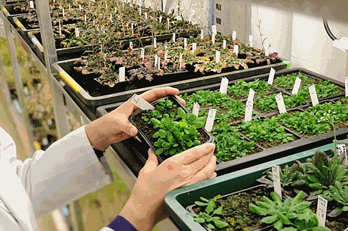 Sản xuất, kinh doanh giống cây trồng: Những quyền lợi và trách nhiệm cần biết