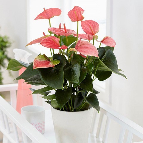 Hoa cho ban công ít nắng: 7 loài bền đẹp cho hướng Bắc khuất sáng