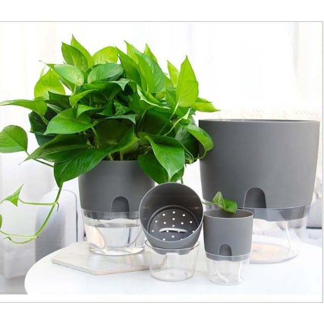 Vì sao nhiều người trồng cây cảnh được một thời gian là cây héo chết?