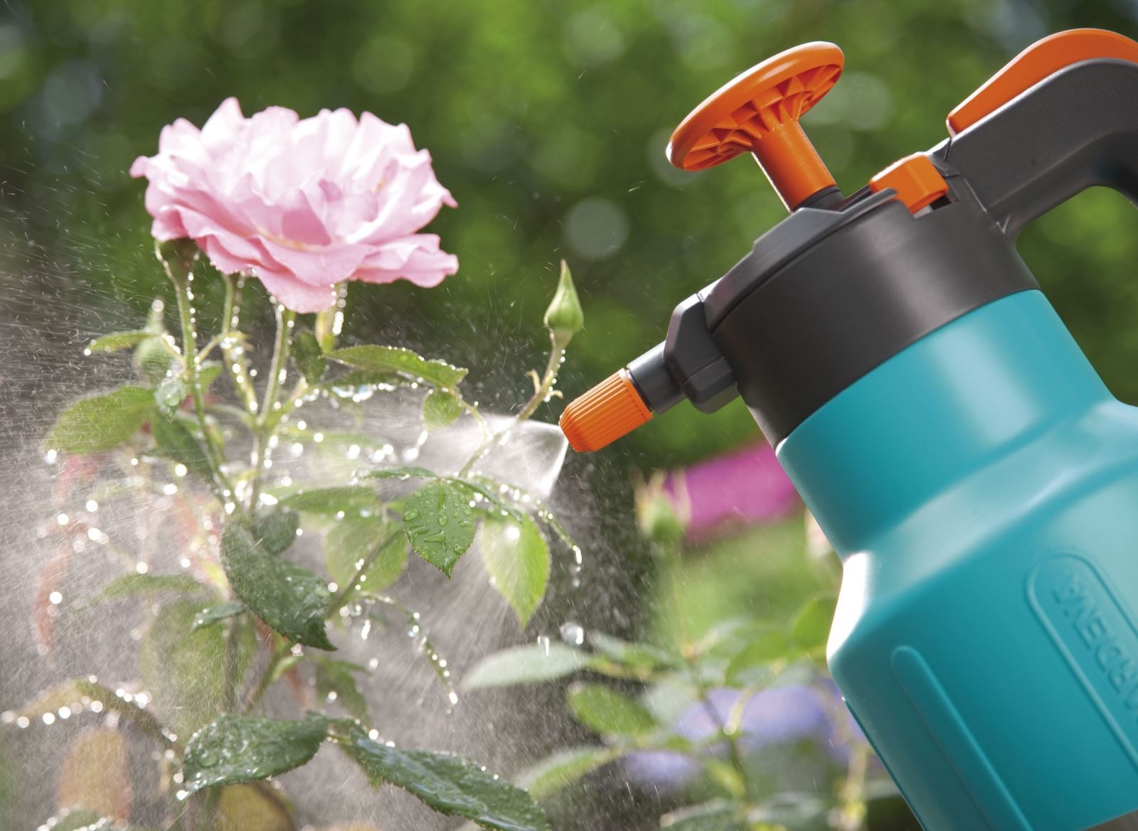 Vì sao nhiều người trồng cây cảnh được một thời gian là cây héo chết?
