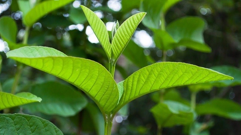 Từ chiếc lá tưởng như bỏ đi, nữ nhân viên văn phòng khởi nghiệp với nước rửa chén sinh học