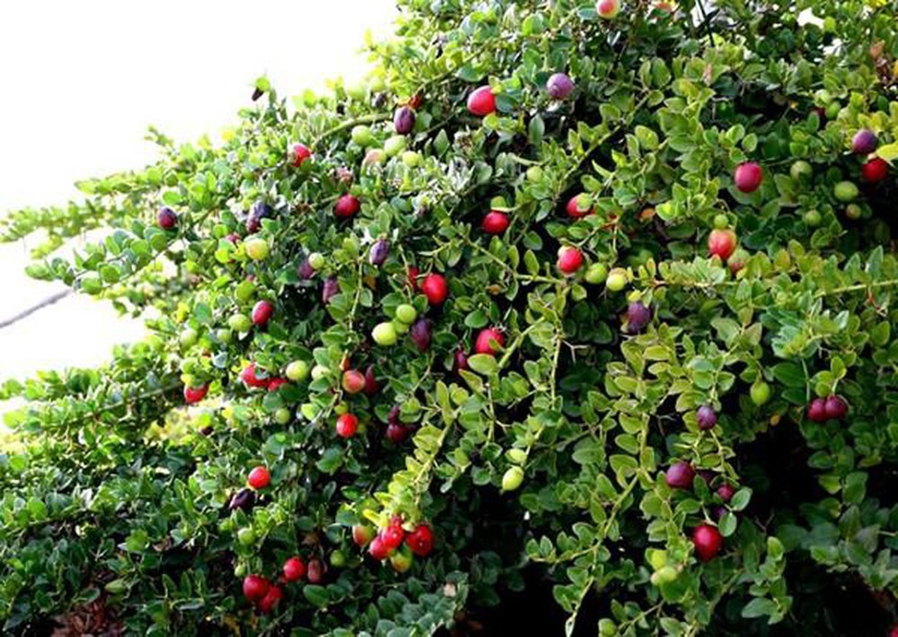 Không chỉ đẹp, loài cây này còn được người Việt trồng nhiều vì công dụng 