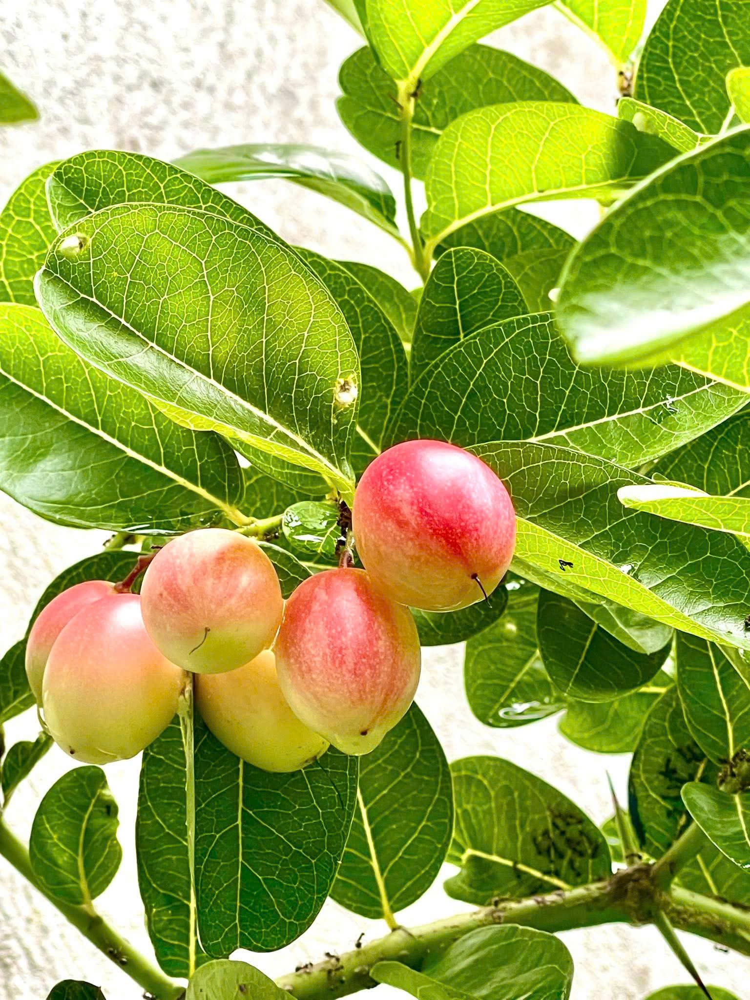 Không chỉ đẹp, loài cây này còn được người Việt trồng vì công dụng 2 trong 1