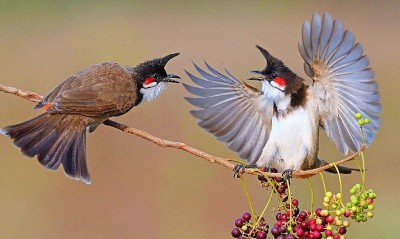 Minh bạch và đơn giản hóa thủ tục gây nuôi động vật rừng thông thường bằng Thông tư 27/2025/TT-BNNMT