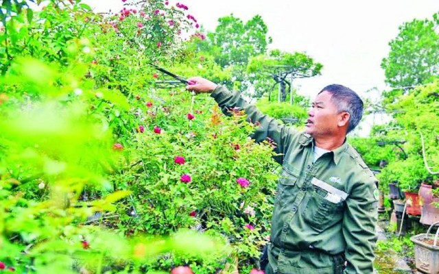 Nông dân trồng hoa đổi đời: Từ vườn nhỏ đến cơ ngơi bạc tỷ mỗi năm
