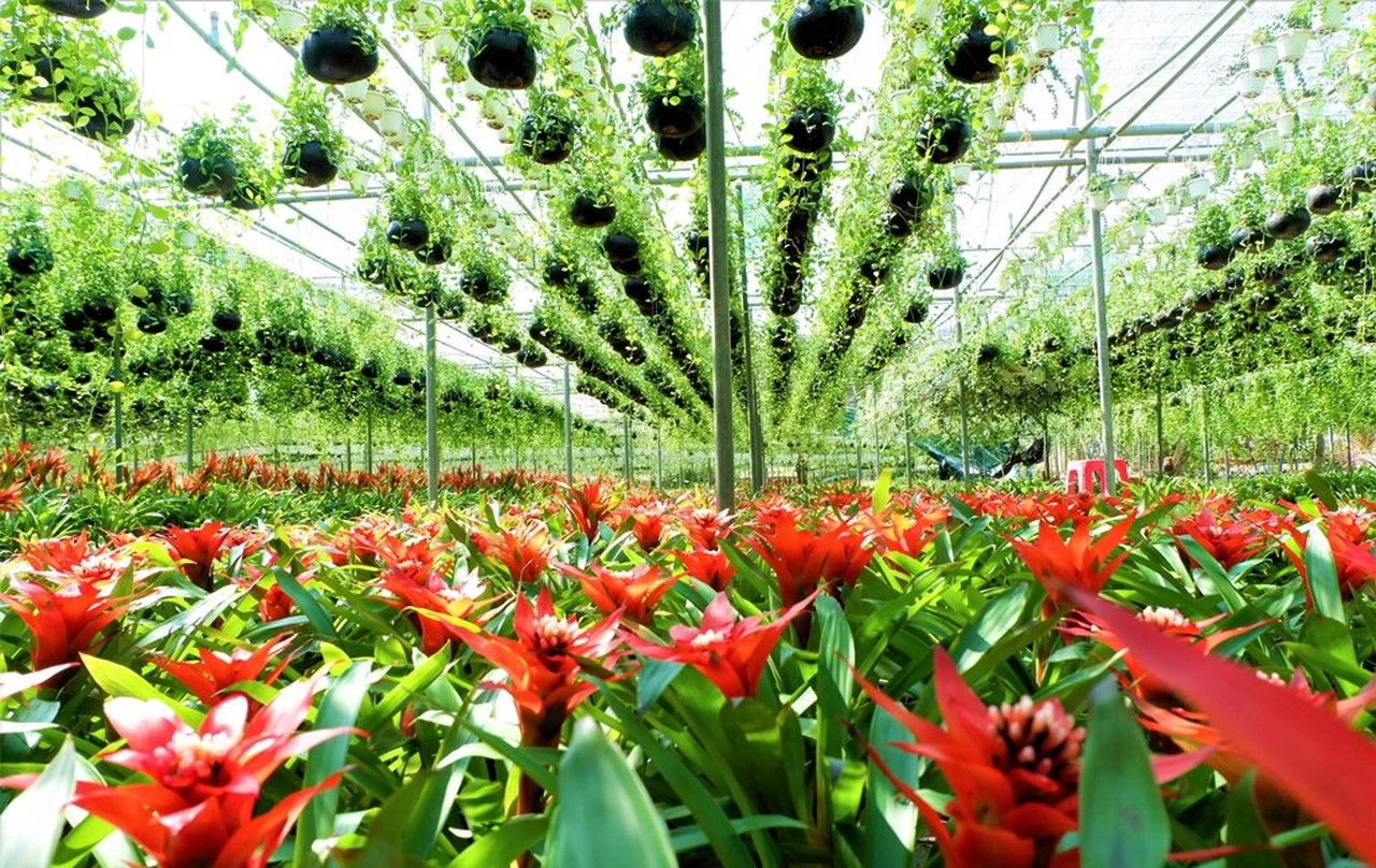 Nông dân trồng hoa đổi đời: Từ vườn nhỏ đến cơ ngơi bạc tỷ mỗi năm