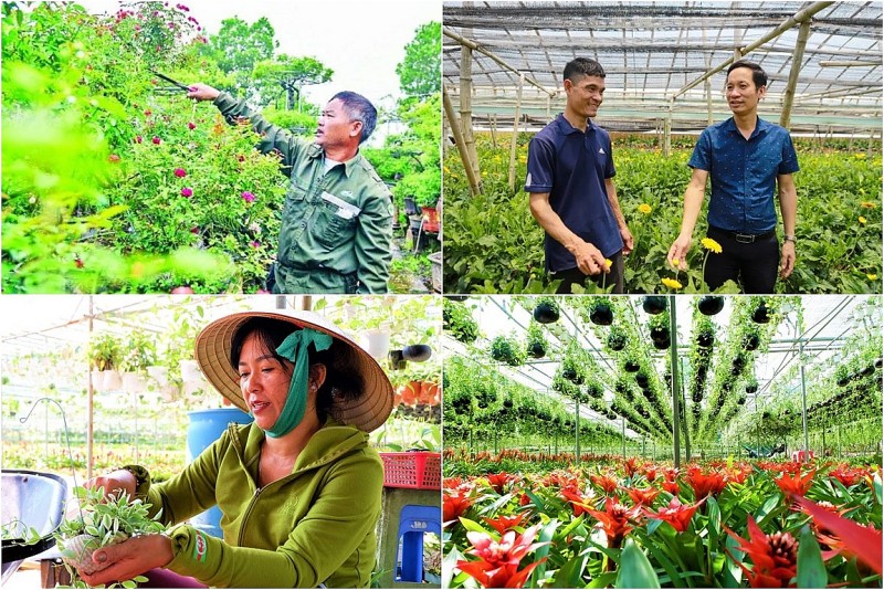 Nông dân trồng hoa đổi đời: Từ vườn nhỏ đến cơ ngơi bạc tỷ mỗi năm