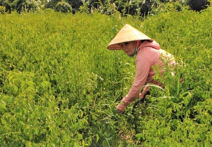 Hai nông dân biến đất khó thành đất vàng, thu trăm triệu từ rau ngót và củ cải
