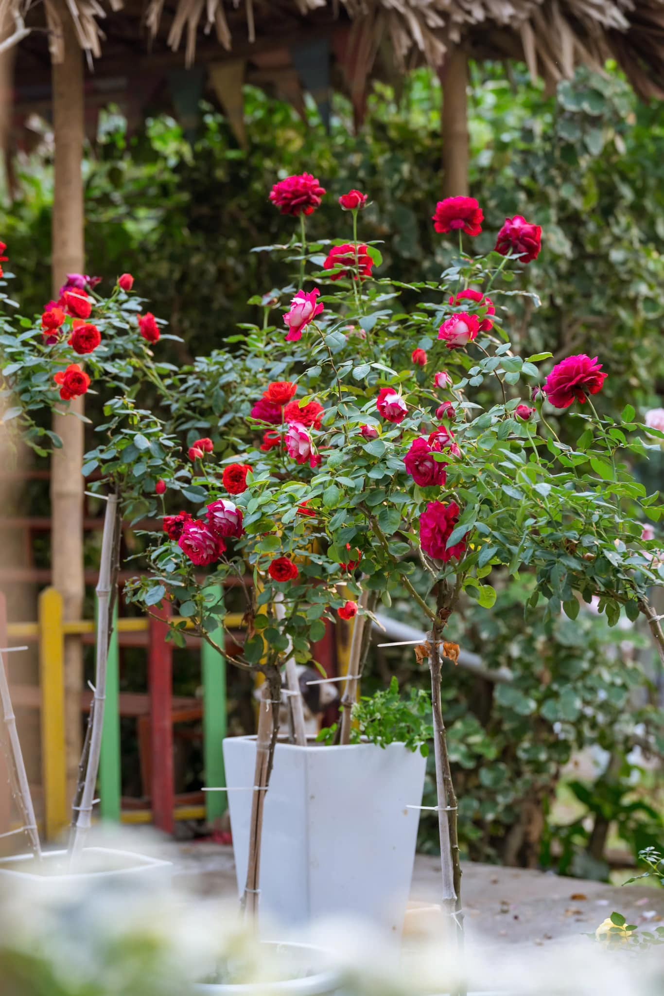 Lá phổi sinh thái mang tên Công viên Thực vật cảnh Việt Nam